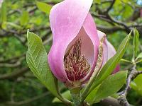 magnolia_sprengeri_hybrid