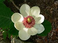 magnolia_wieseneri