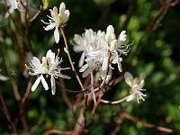 rhododendron_canadense_'album'