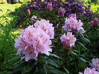 rhododendron_ponticum_hybrid