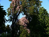 2009-05-22_19-33-57_0046