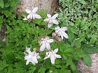 aquilegia_fragrans_-_duftende_akeleje