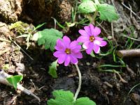 primula_polyneura