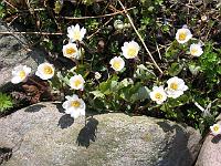 sanguinaria_canadensis