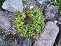 sempervivum_-_husloeg