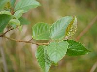 alnus_formosana