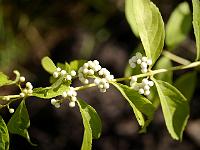 callicarpa_dichotoma_albibacca