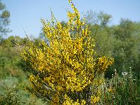 cytisus_menorca