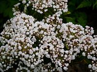 kalmia_latifolia