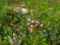 kalmia_latifolia_galaxy