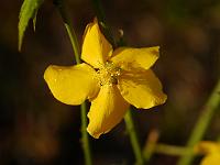 kerria_japonica_golden_guinea