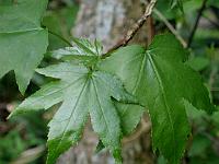 liquidambar_styraciflua_-_virginsk_ambratrae