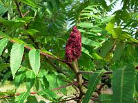 rhus_typhina