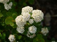 spiraea_betulifolia_tor