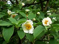 stewartia_pseudocamellia