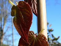 2009-04-19_07-38-39_0090