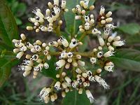 viburnum_cylindricum