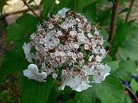 viburnum-onondaga