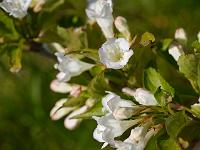 weigela_candida