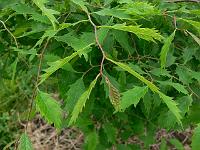 zelkova_carpinifolia